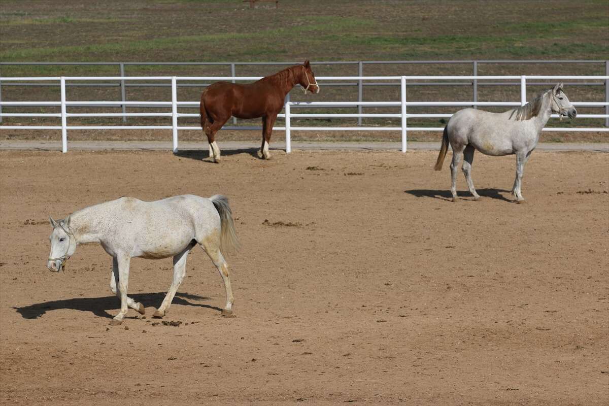 TİGEM’de 120 Safkan Arap Tayı satışa çıkacak 5